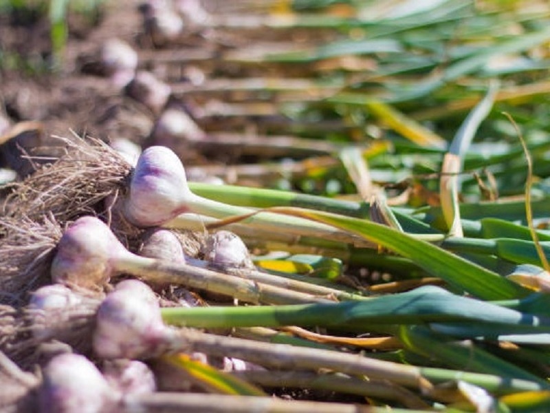 Cool season vegetables